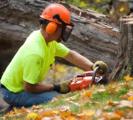 tree services East Liverpool